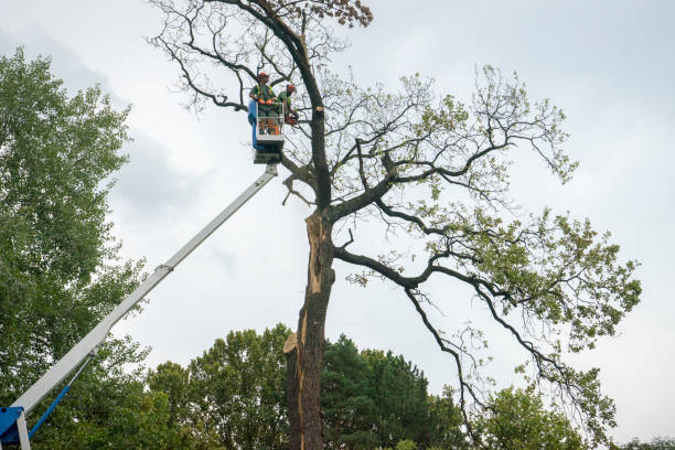 Professional Tree Services in Judson, SC